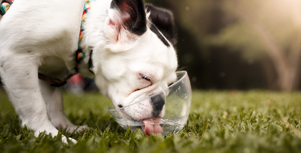 keep pets hydrated summer
